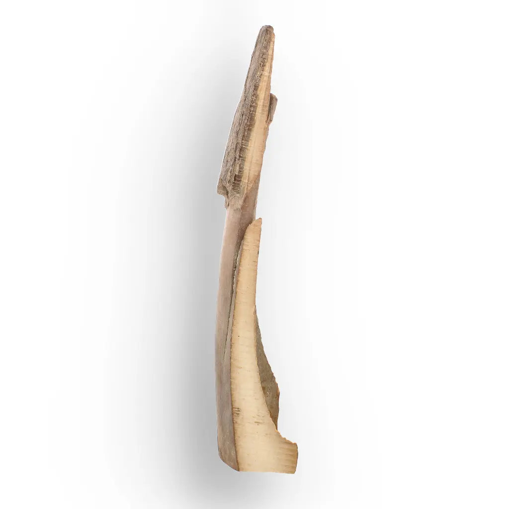 Get your Woolly Mammoth Tusk Fossil from Alaska – Ice Age Fragment online now or in store at Forever Gems in Franschhoek, South Africa