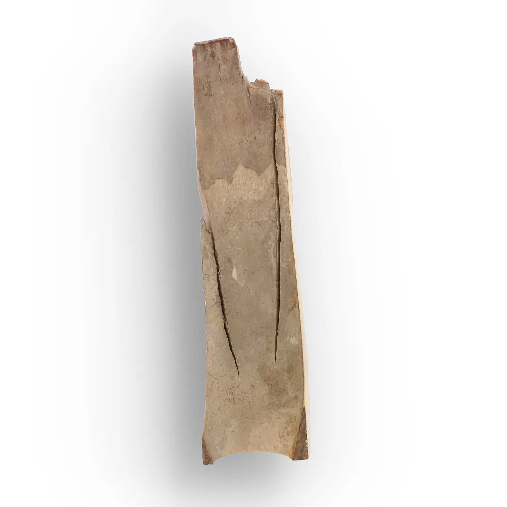 Get your Woolly Mammoth Tusk Fossil from Alaska – Ice Age Fragment online now or in store at Forever Gems in Franschhoek, South Africa
