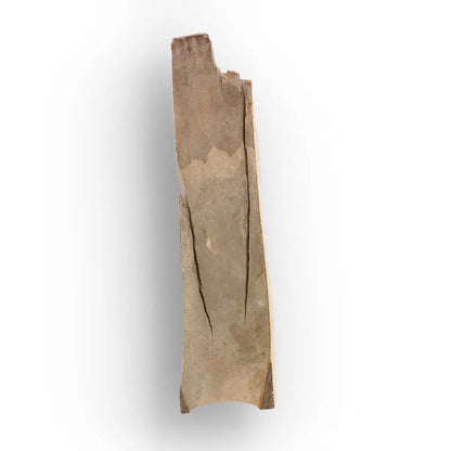 Get your Woolly Mammoth Tusk Fossil from Alaska – Ice Age Fragment online now or in store at Forever Gems in Franschhoek, South Africa