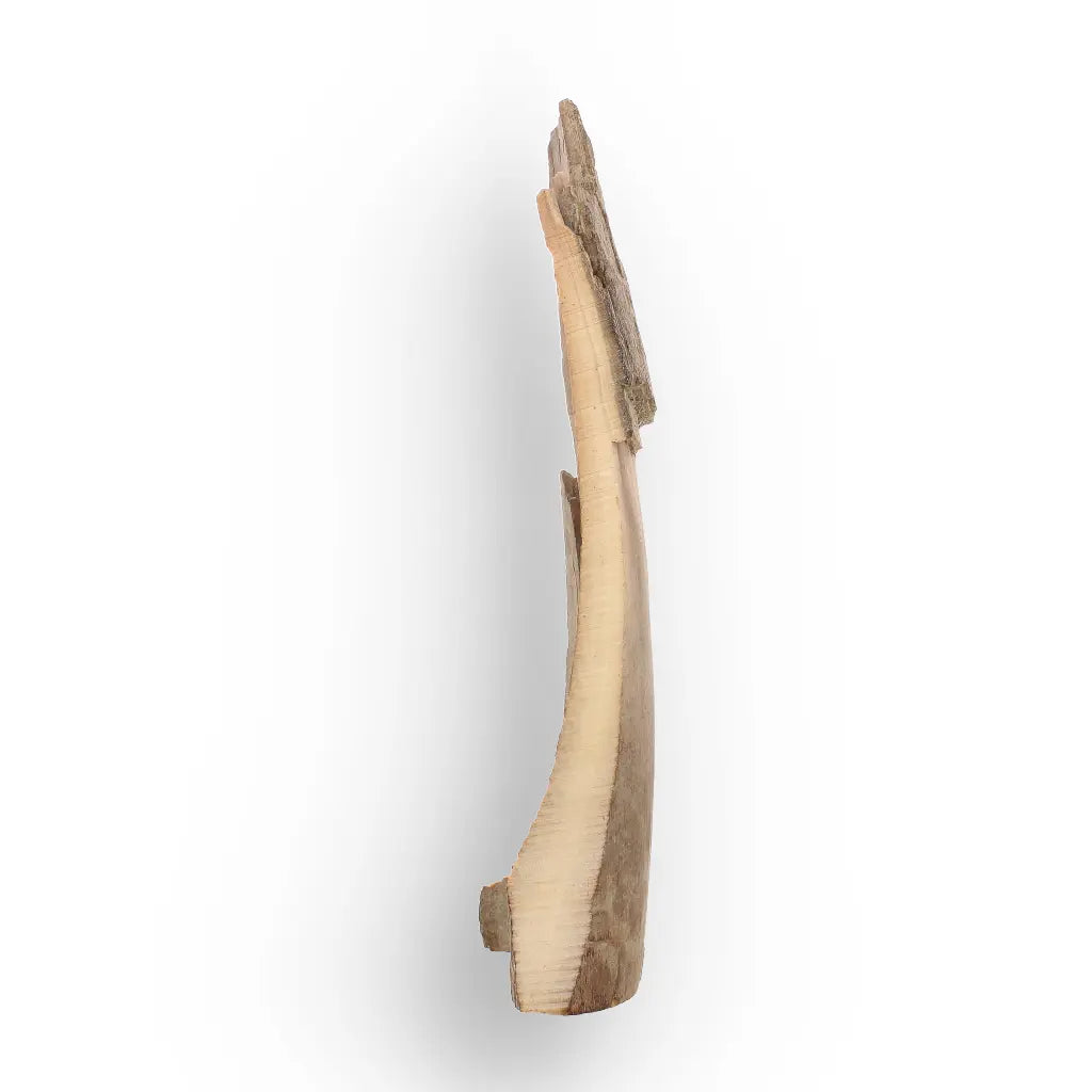 Get your Woolly Mammoth Tusk Fossil from Alaska – Ice Age Fragment online now or in store at Forever Gems in Franschhoek, South Africa