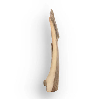Get your Woolly Mammoth Tusk Fossil from Alaska – Ice Age Fragment online now or in store at Forever Gems in Franschhoek, South Africa