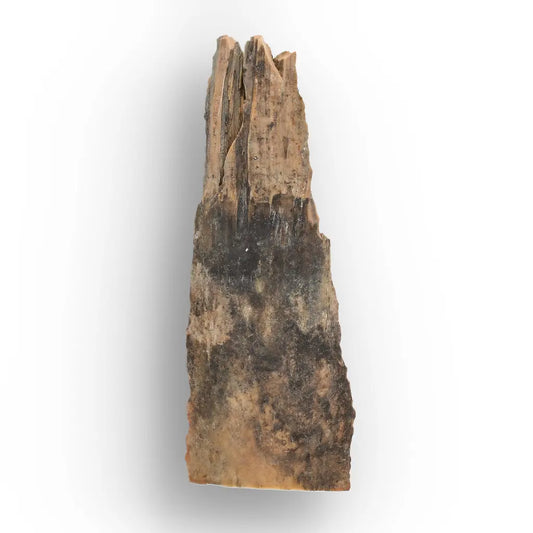 Woolly Mammoth Tusk Fragment from Alaska – Ice Age Fossil