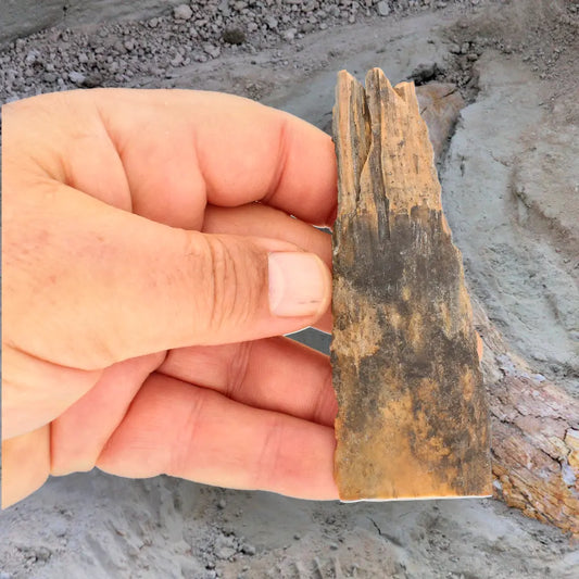 Woolly Mammoth Tusk Fragment from Alaska – Ice Age Fossil