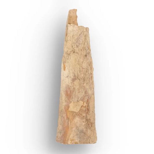 Woolly Mammoth Tusk Fragment from Alaska Ice Age Fossil