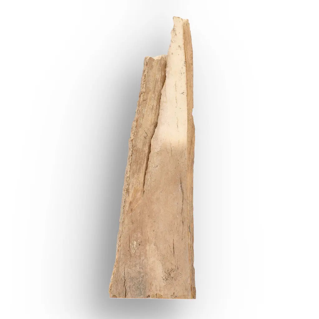 Get your Woolly Mammoth Tusk Fragment from Alaska Ice Age Fossil online now or in store at Forever Gems in Franschhoek, South Africa