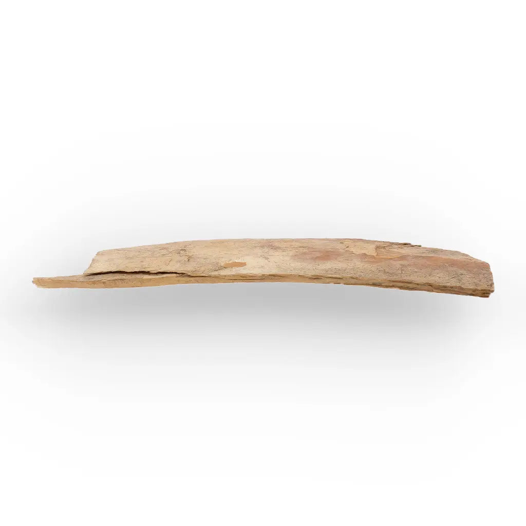 Get your Woolly Mammoth Tusk Fragment from Alaska Ice Age Fossil online now or in store at Forever Gems in Franschhoek, South Africa