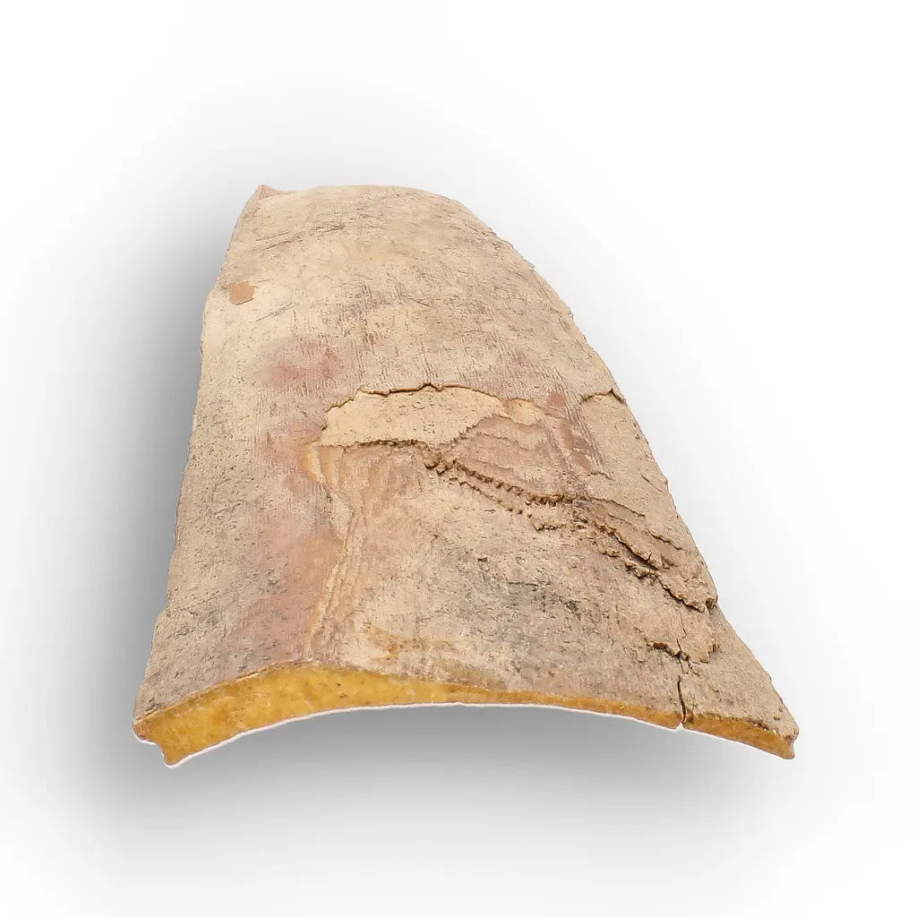 Get your Woolly Mammoth Tusk Fragment from Alaska Ice Age Fossil online now or in store at Forever Gems in Franschhoek, South Africa