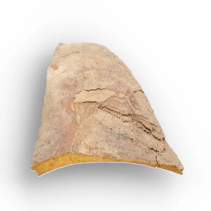 Get your Woolly Mammoth Tusk Fragment from Alaska Ice Age Fossil online now or in store at Forever Gems in Franschhoek, South Africa