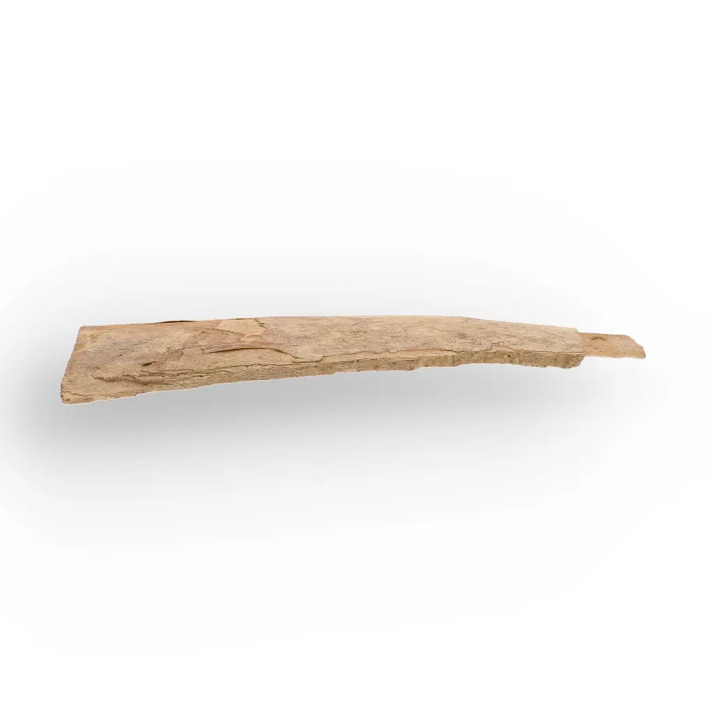 Get your Woolly Mammoth Tusk Fragment from Alaska Ice Age Fossil online now or in store at Forever Gems in Franschhoek, South Africa