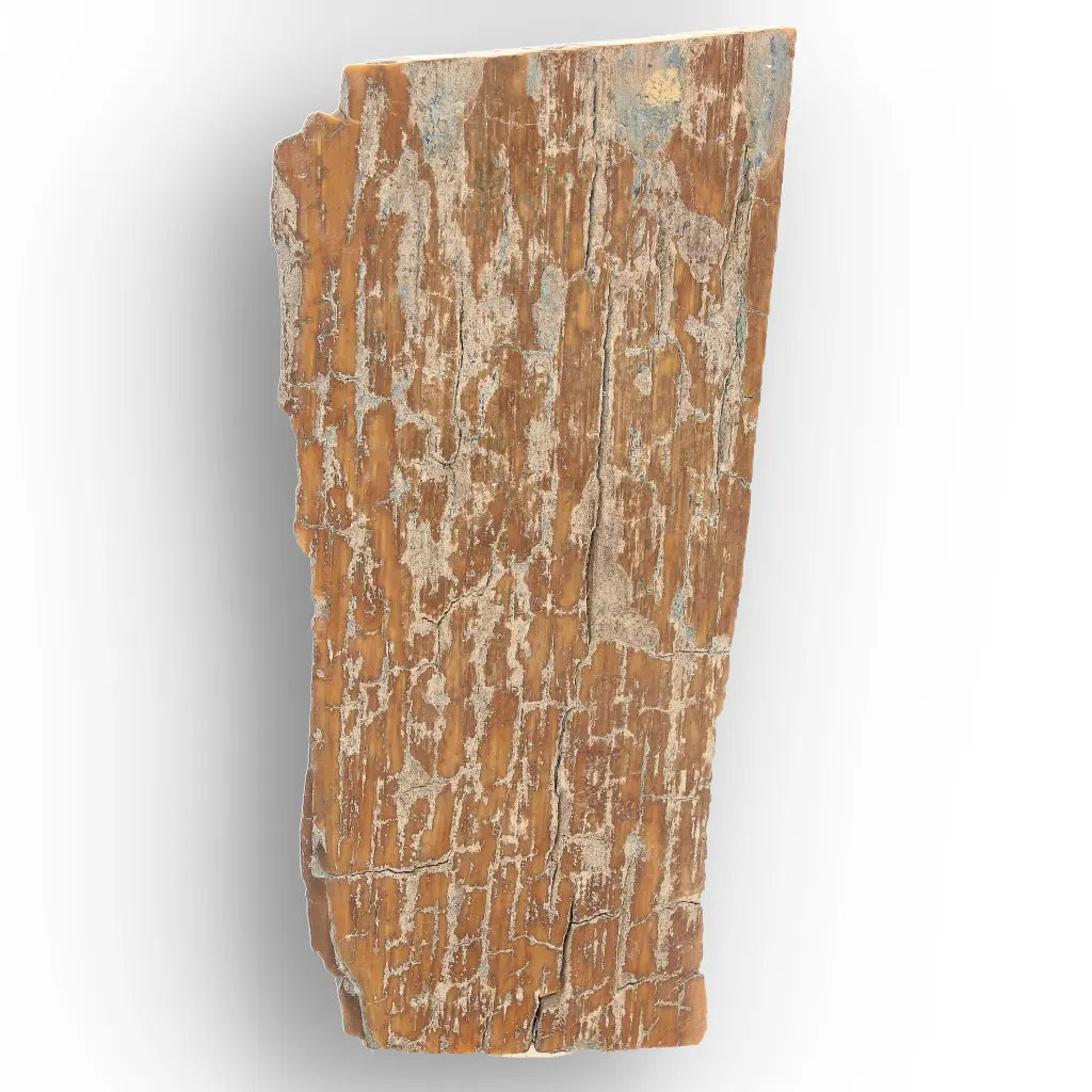 Woolly Mammoth Tusk Fragment from Alaska Ice Age Fossil