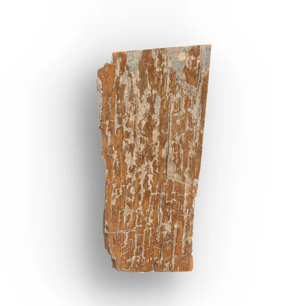 Woolly Mammoth Tusk Fragment from Alaska Ice Age Fossil