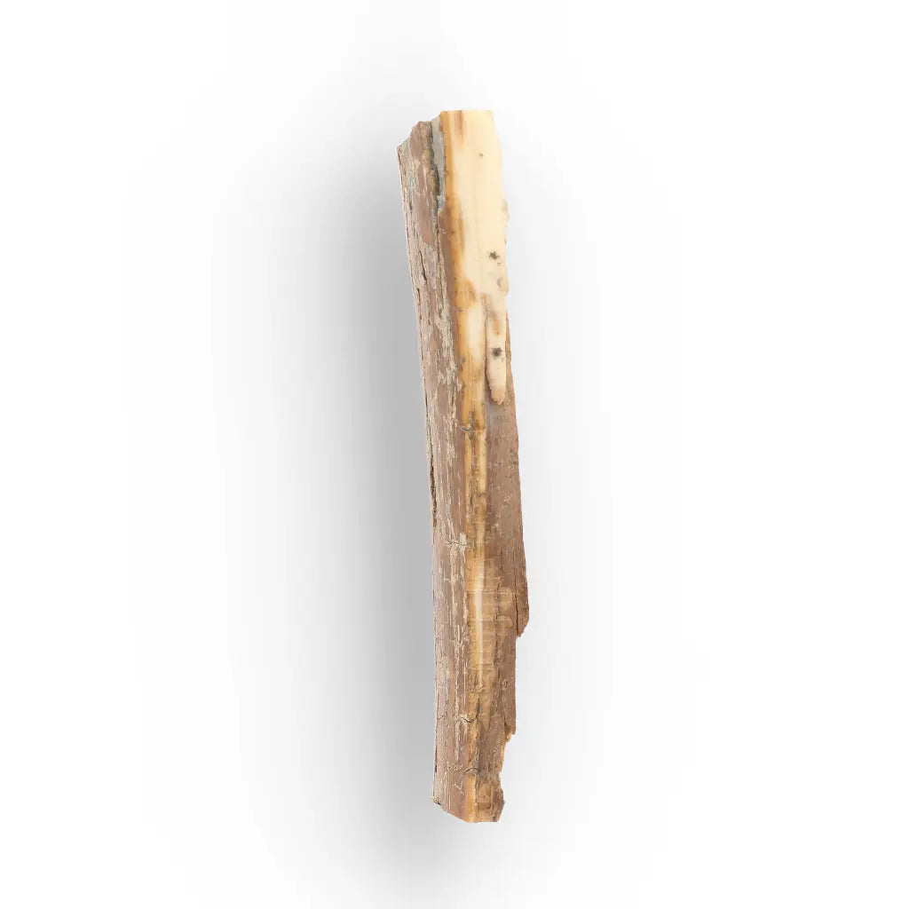 Woolly Mammoth Tusk Fragment from Alaska Ice Age Fossil
