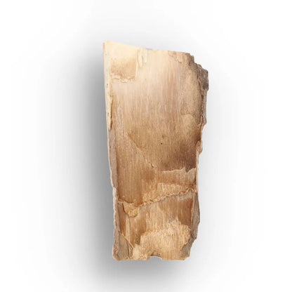 Woolly Mammoth Tusk Fragment from Alaska Ice Age Fossil