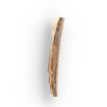 Woolly Mammoth Tusk Fragment from Alaska Ice Age Fossil