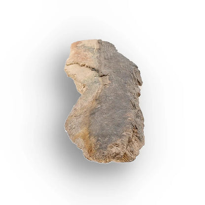 Get your Weathered Woolly Mammoth Tusk Fragment from Alaska Fossil online now or in store at Forever Gems in Franschhoek, South Africa