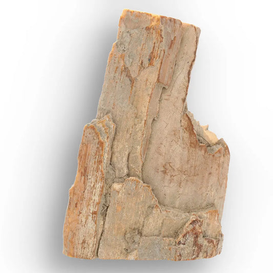 Get your Weathered Woolly Mammoth Tusk Fragment from Alaska Fossil online now or in store at Forever Gems in Franschhoek, South Africa