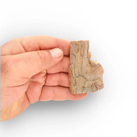 Get your Weathered Woolly Mammoth Tusk Fragment from Alaska Fossil online now or in store at Forever Gems in Franschhoek, South Africa