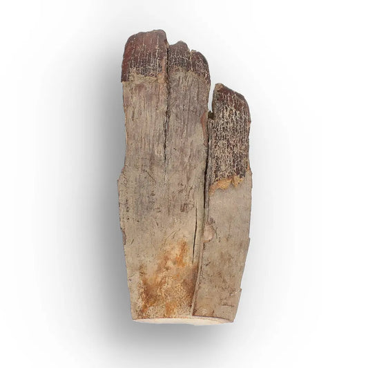 Woolly Mammoth Tusk Fossil Fragment from Alaska USA