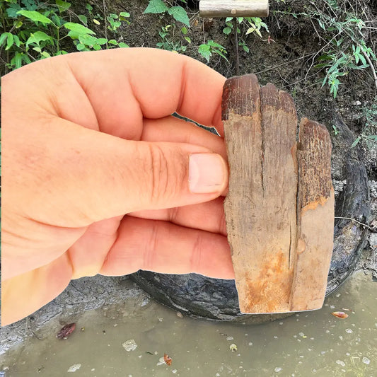 Woolly Mammoth Tusk Fossil Fragment from Alaska USA