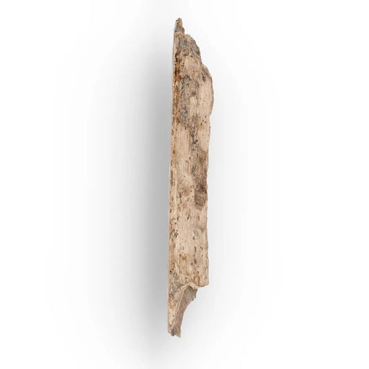 Woolly Mammoth Tusk Fossil Fragment from Alaska USA Specimen