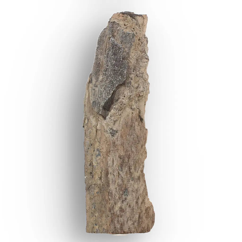Woolly Mammoth Tusk Fossil Fragment from Alaska USA Specimen