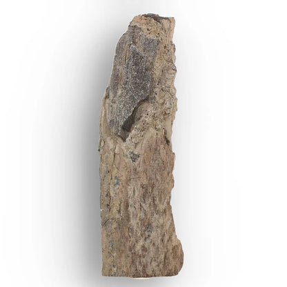 Woolly Mammoth Tusk Fossil Fragment from Alaska USA Specimen