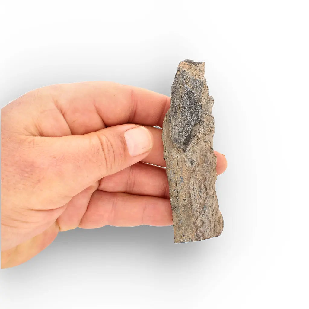 Woolly Mammoth Tusk Fossil Fragment from Alaska USA Specimen