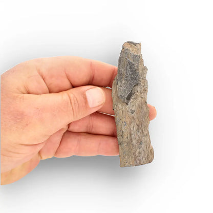 Woolly Mammoth Tusk Fossil Fragment from Alaska USA Specimen