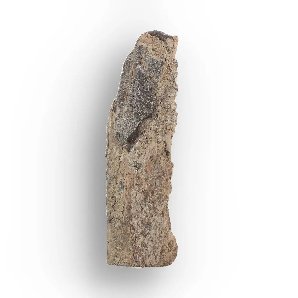Woolly Mammoth Tusk Fossil Fragment from Alaska USA Specimen