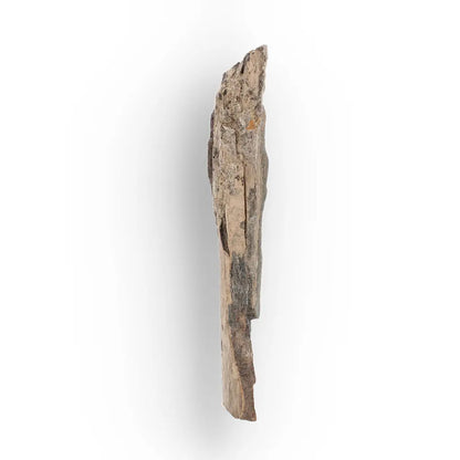 Woolly Mammoth Tusk Fossil Fragment from Alaska USA Specimen