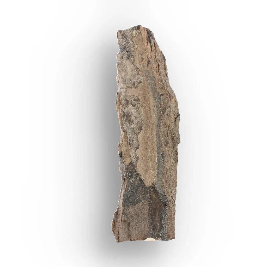 Woolly Mammoth Tusk Fossil Fragment from Alaska USA Specimen