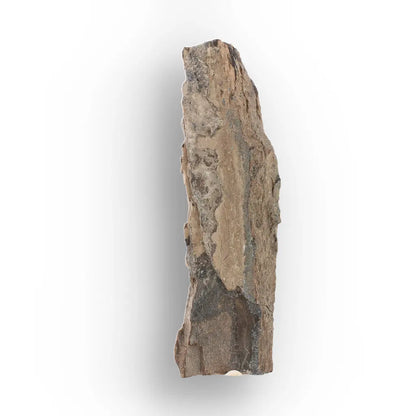 Woolly Mammoth Tusk Fossil Fragment from Alaska USA Specimen