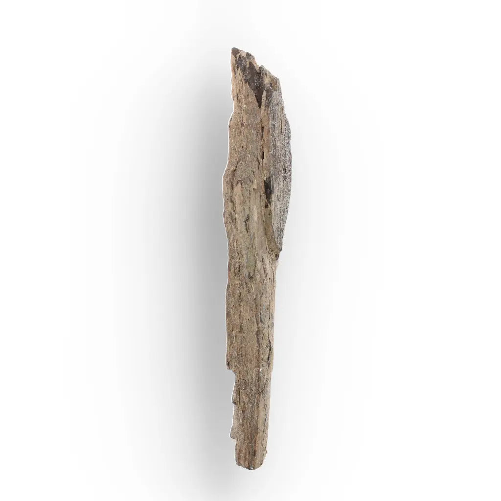 Woolly Mammoth Tusk Fossil Fragment from Alaska USA Specimen