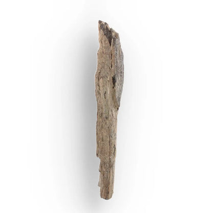 Woolly Mammoth Tusk Fossil Fragment from Alaska USA Specimen