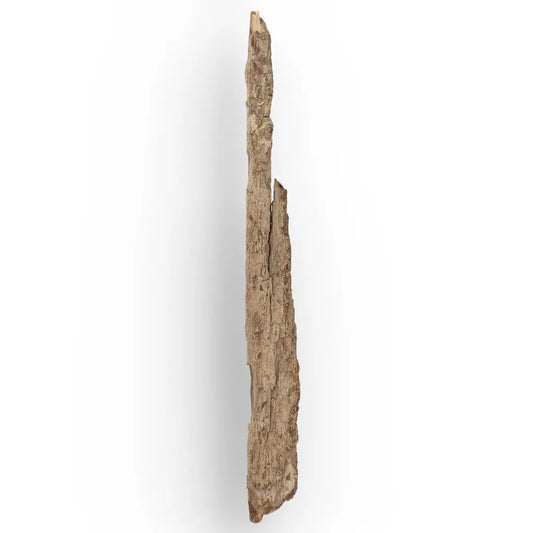Woolly Mammoth Tusk Fossil Fragment from Alaska USA