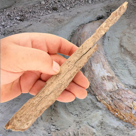 Woolly Mammoth Tusk Fossil Fragment from Alaska USA