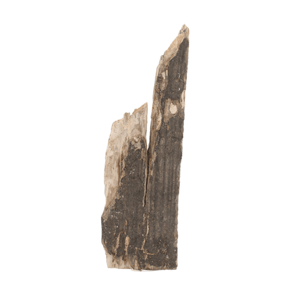 Woolly Mammoth Tusk Fossil Fragment from Alaska USA