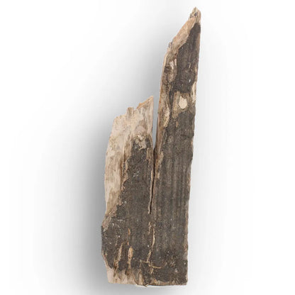Woolly Mammoth Tusk Fossil Fragment from Alaska USA