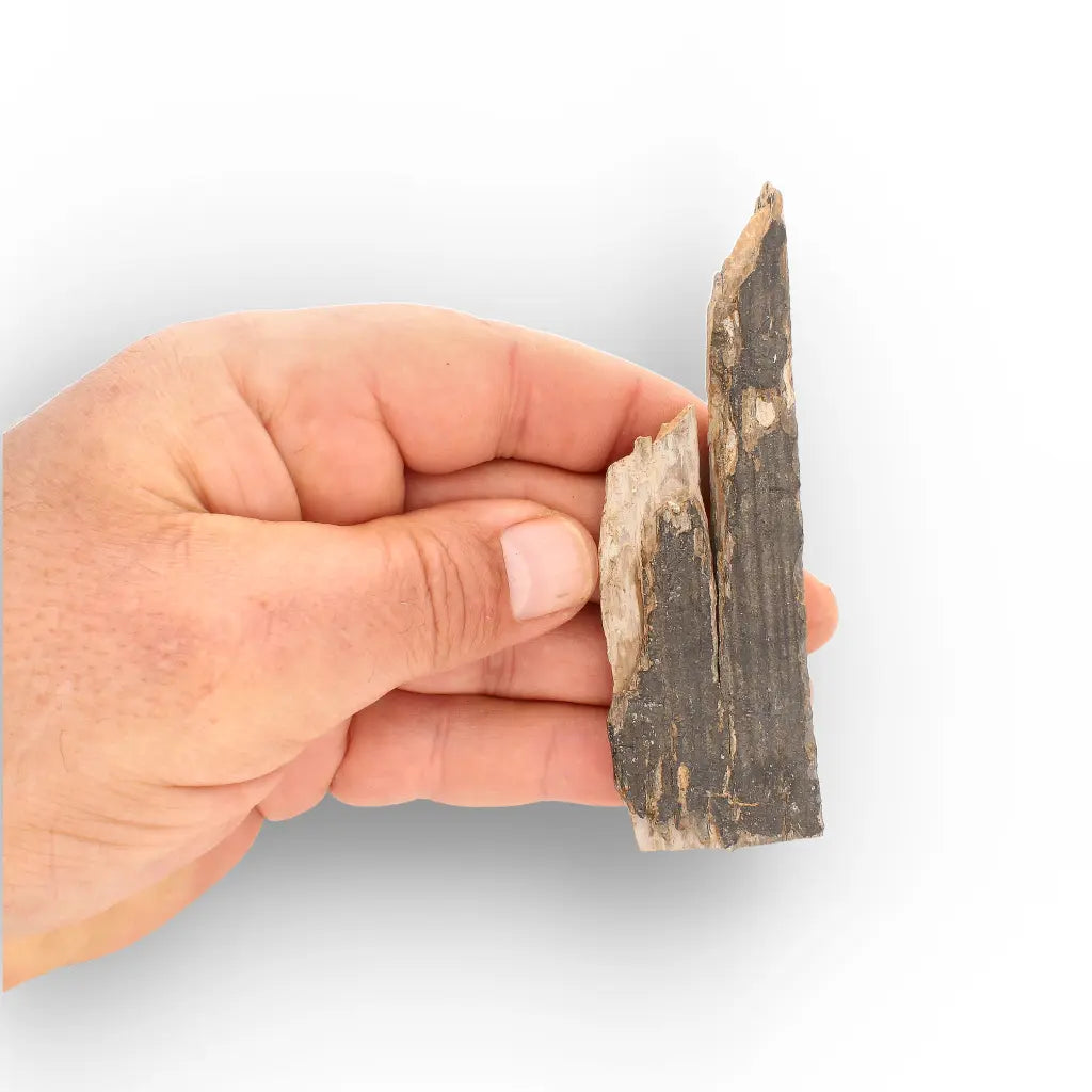 Woolly Mammoth Tusk Fossil Fragment from Alaska USA