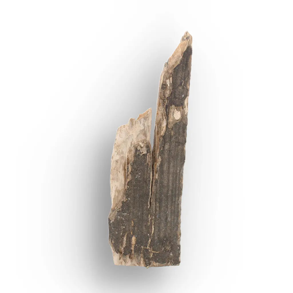 Woolly Mammoth Tusk Fossil Fragment from Alaska USA