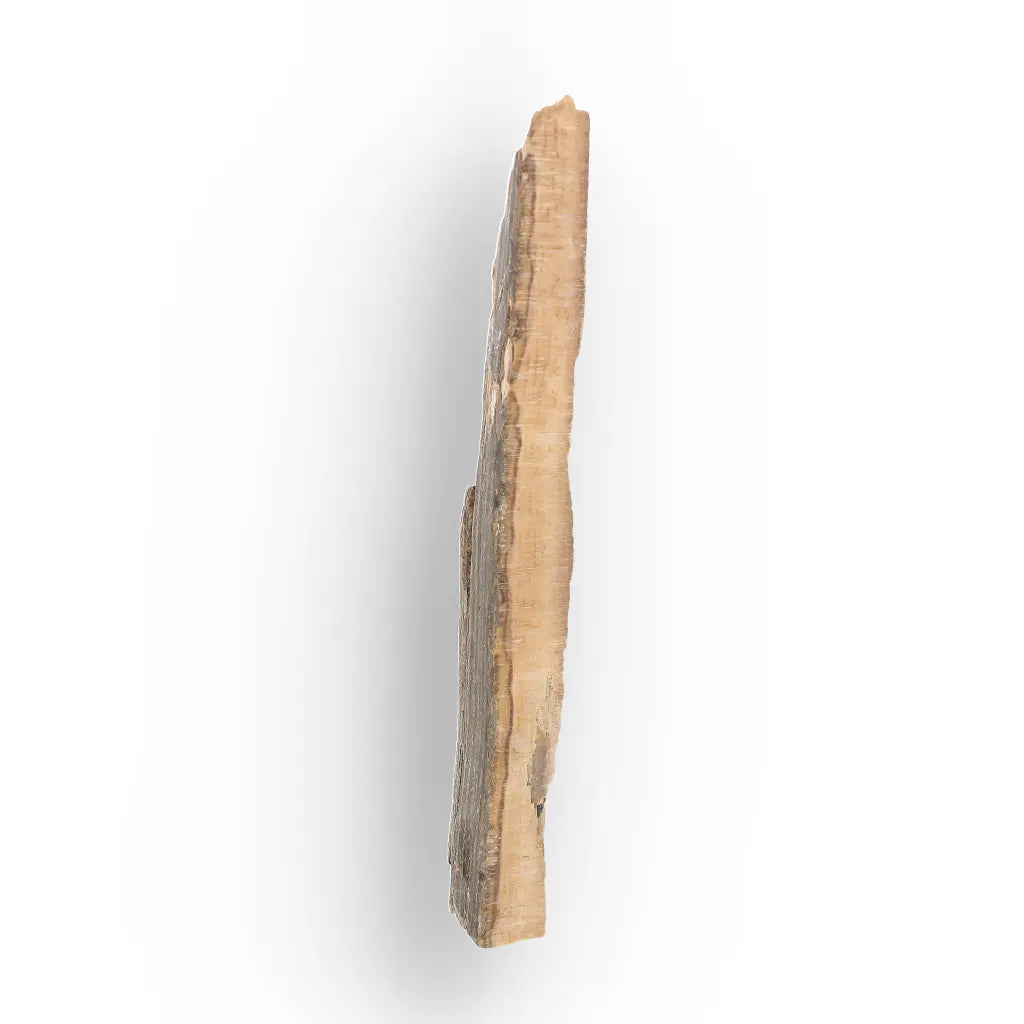 Woolly Mammoth Tusk Fossil Fragment from Alaska USA