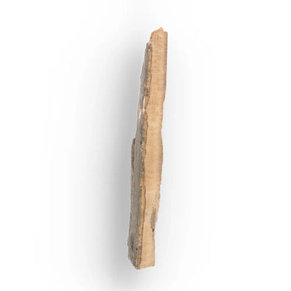Woolly Mammoth Tusk Fossil Fragment from Alaska USA