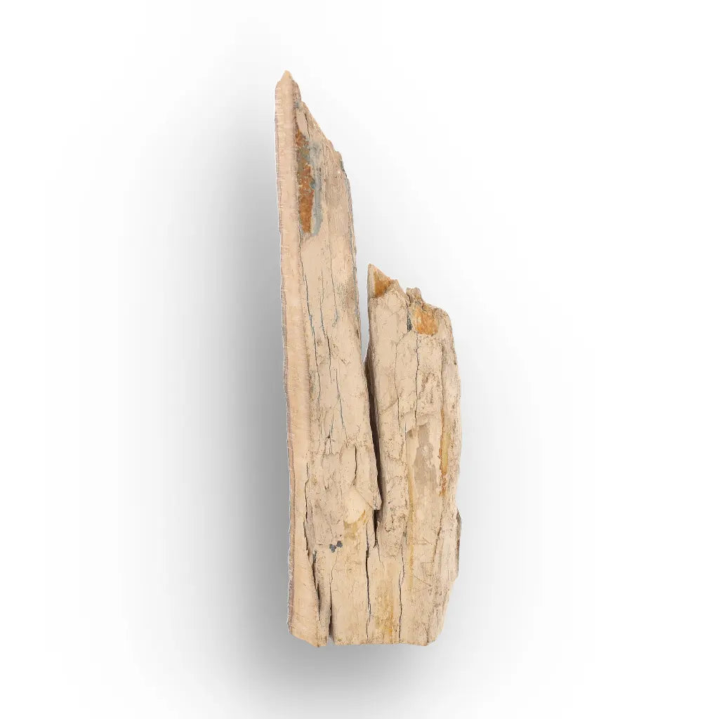 Woolly Mammoth Tusk Fossil Fragment from Alaska USA