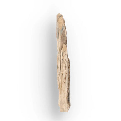Woolly Mammoth Tusk Fossil Fragment from Alaska USA