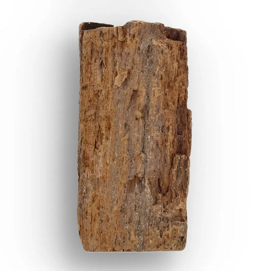 Get your Authentic Woolly Mammoth Tusk Fossil Piece from Alaska online now or in store at Forever Gems in Franschhoek, South Africa
