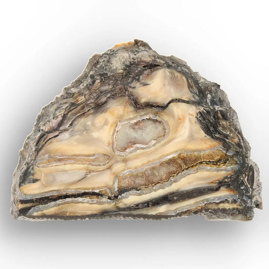 Get your Woolly Mammoth Tooth Slice from Alaska – Ancient Ice Age Fossil online now or in store at Forever Gems in Franschhoek, South Africa