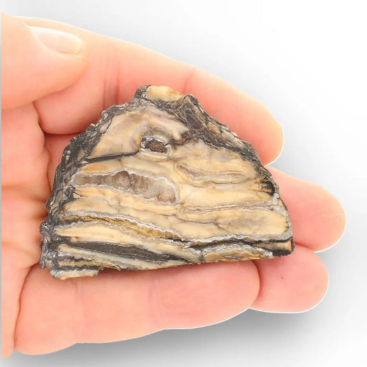 Get your Woolly Mammoth Tooth Slice from Alaska – Ancient Ice Age Fossil online now or in store at Forever Gems in Franschhoek, South Africa