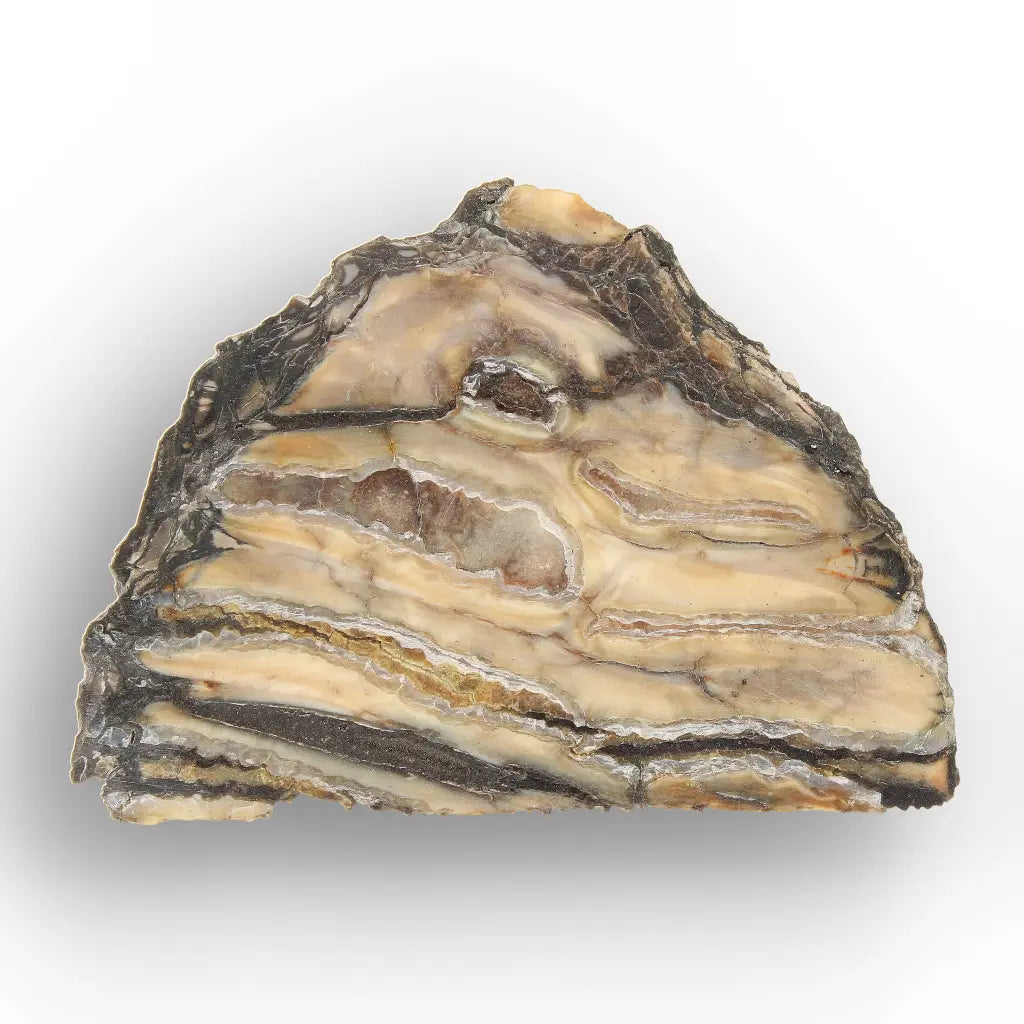 Get your Woolly Mammoth Tooth Slice from Alaska – Ancient Ice Age Fossil online now or in store at Forever Gems in Franschhoek, South Africa