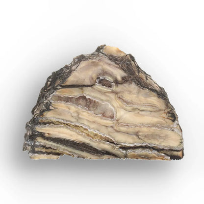 Get your Woolly Mammoth Tooth Slice from Alaska – Ancient Ice Age Fossil online now or in store at Forever Gems in Franschhoek, South Africa