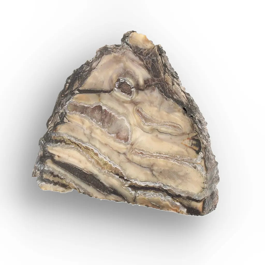 Get your Woolly Mammoth Tooth Slice from Alaska – Ancient Ice Age Fossil online now or in store at Forever Gems in Franschhoek, South Africa